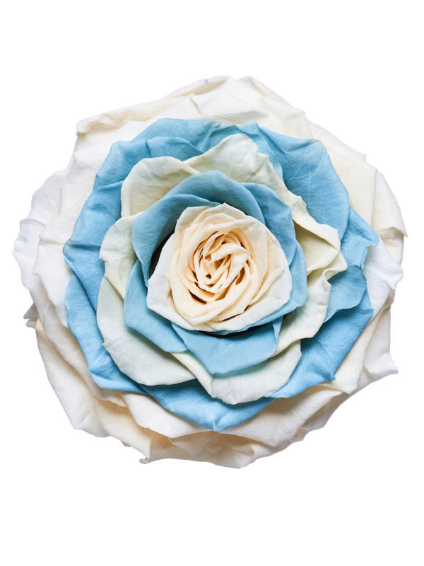 Jumbo rose: Bicolor Jumbo Baby Blue and White