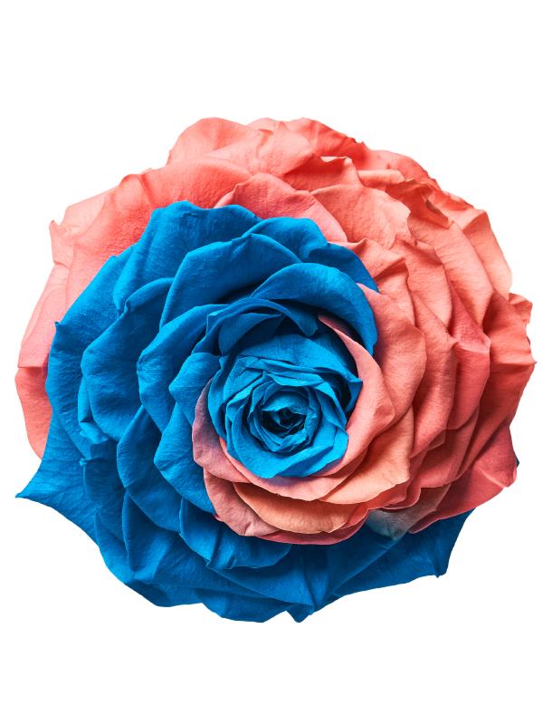 Jumbo rose: Bicolor Jumbo Turquoise and Light Pink