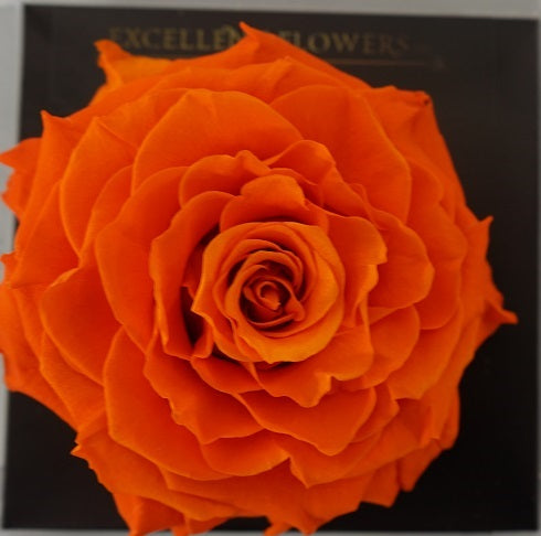 Jumbo rose: Bright Orange Jumbo