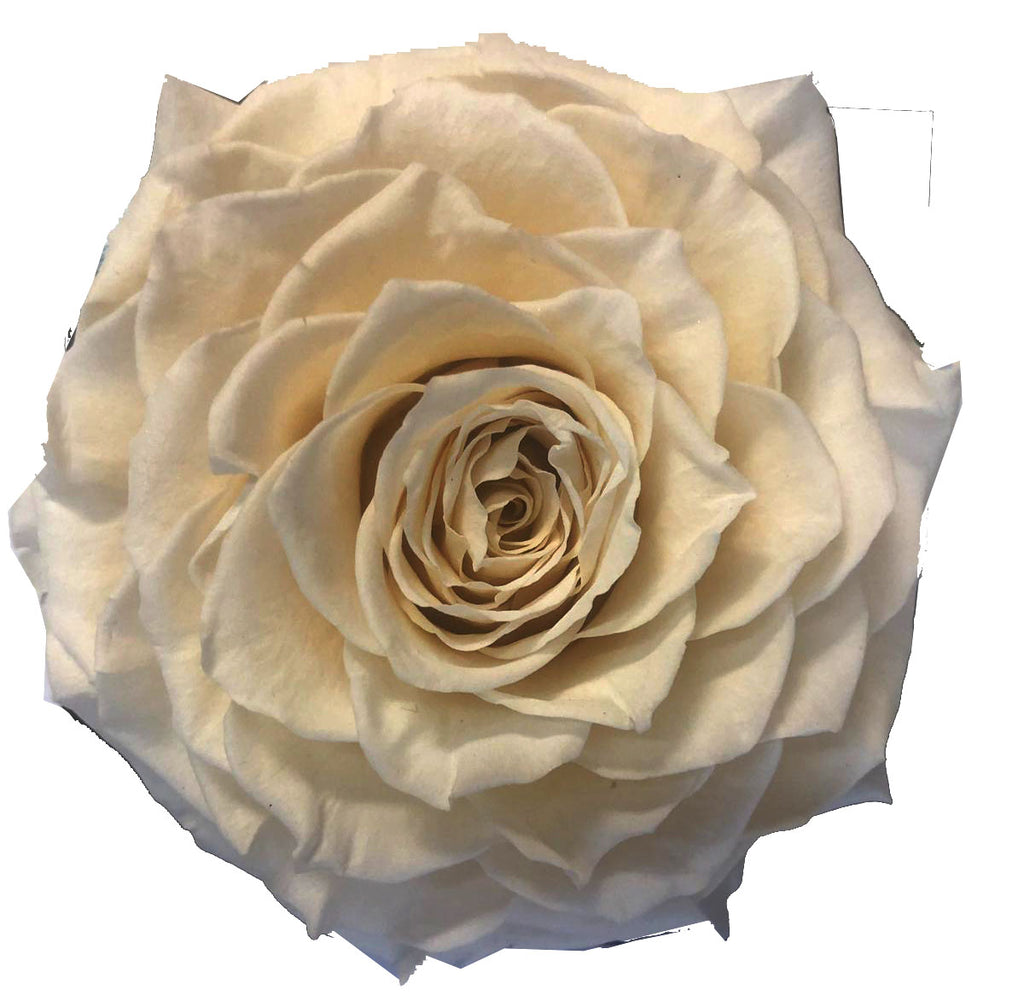 Jumbo rose: Cream Nude Jumbo Rose