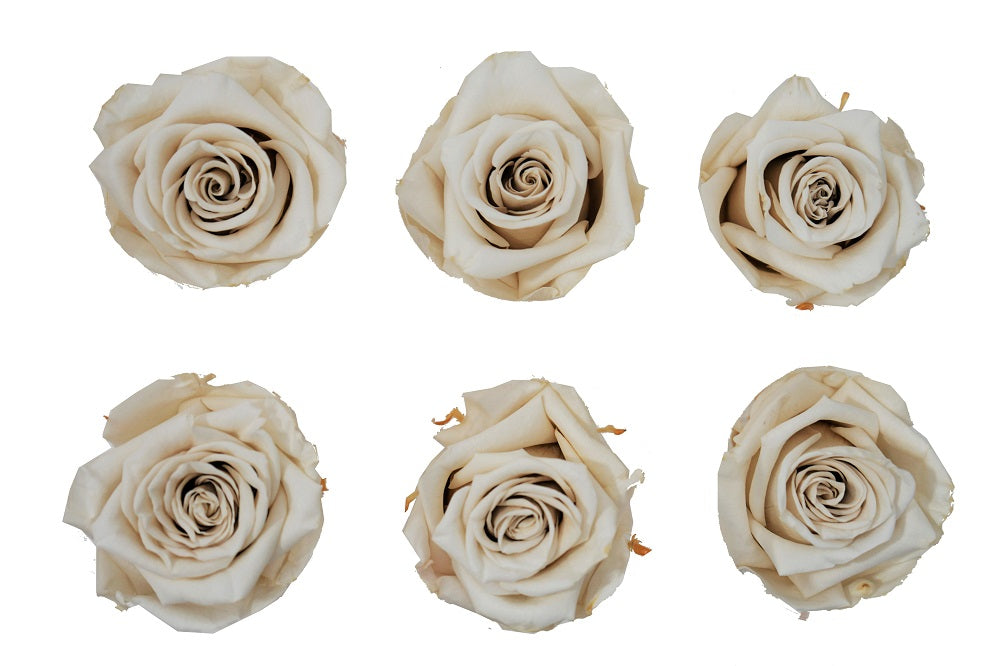 Medium: Ivory Preserved Rose * Box of 6 Preserved Rose Heads