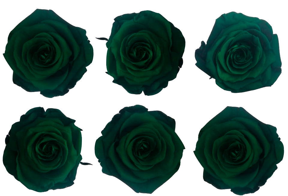 Large: Jade Green Preserved Rose *Box of 6 Preserved Rose Heads