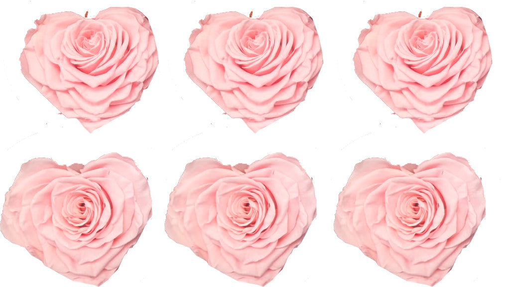 Large Heart: Blush Pink Heart Shape Preserved Rose *Box of 6 Preserved Rose Heart Heads