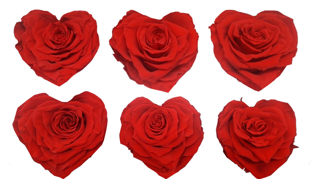Large Heart: Bright Red Heart Shape Preserved Rose *Box of 6 Preserved Rose Heart Heads