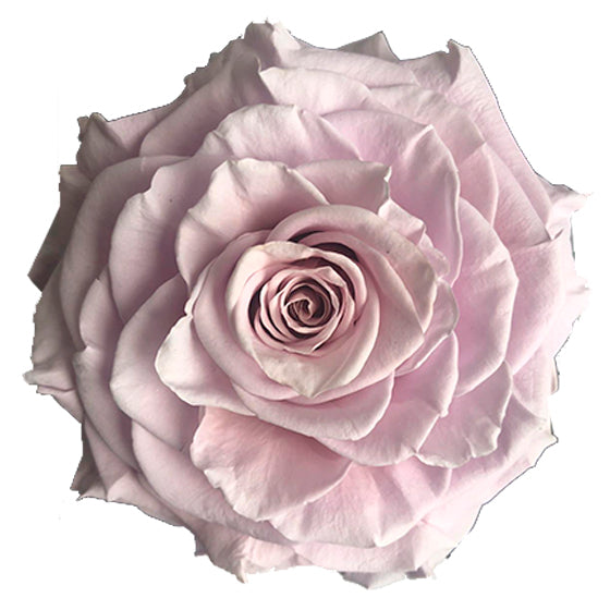 Jumbo rose: Lilac Baby Lavender Jumbo Rose