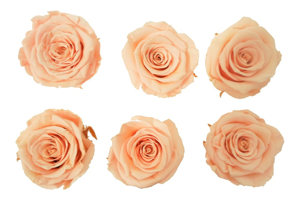 Medium: Light Peach Preserved Medium Rose *Box of 6 Preserved Rose Heads