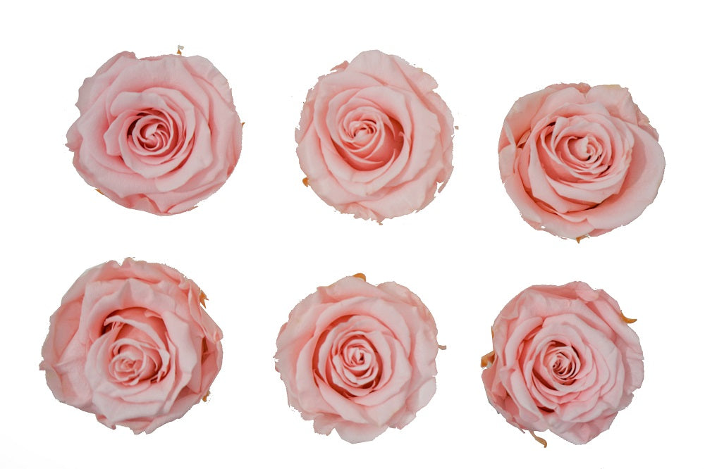 Medium: Pink Coral Preserved Rose * Box of 6 Preserved Rose Heads