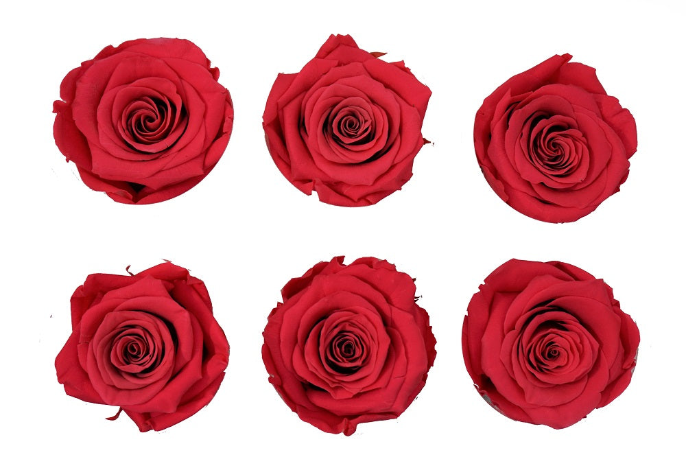 Medium: Red Coral Preserved Rose * Box of 6 Preserved Rose Heads