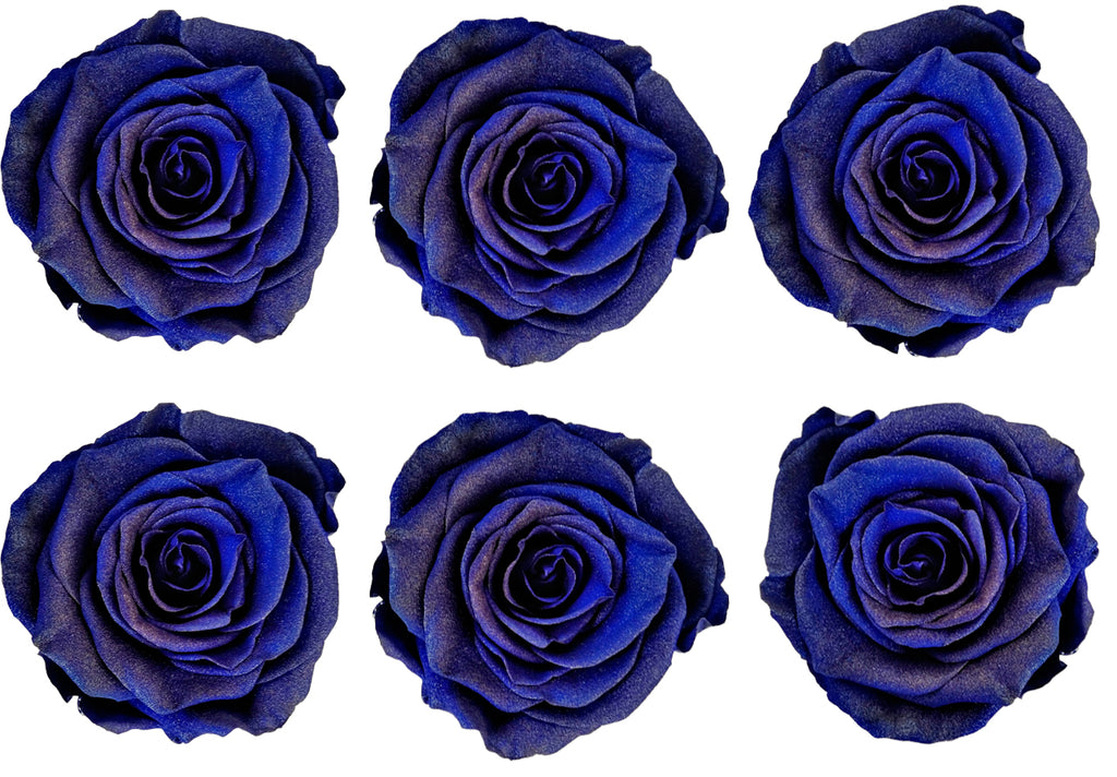 Medium: Royal Blue Pearl Preserved Rose * Box of 6 Preserved Rose Heads
