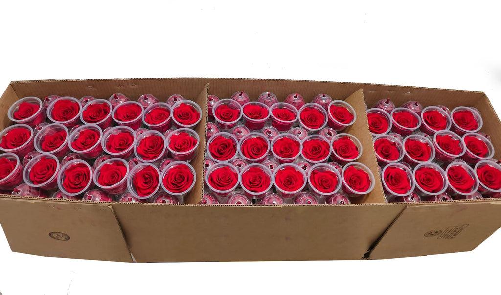 Bulk Box: Bright Red Preserved Medium Rose *Box of 327 Preserved Rose Heads