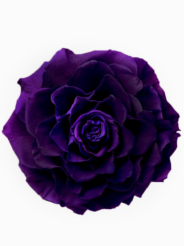 Jumbo rose: Dark Purple Jumbo