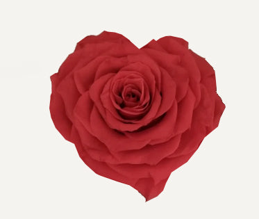 Heart rose: Red Coral Heart Shape Jumbo Preserved Rose