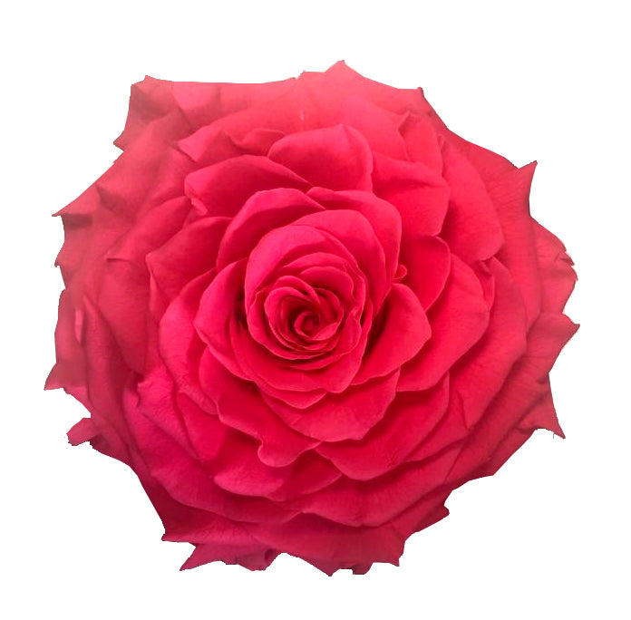 Jumbo rose: Hot Pink Jumbo