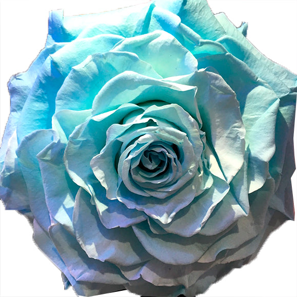 Jumbo rose: Baby Blue Jumbo