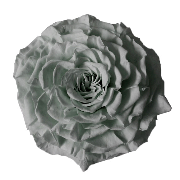Jumbo rose: Grey Jumbo