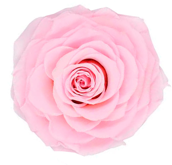 Jumbo rose: Light Pink Jumbo