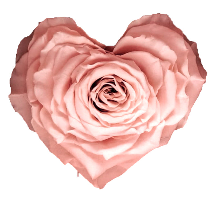 Heart rose: Light Pink Heart Shape Jumbo Preserved Rose