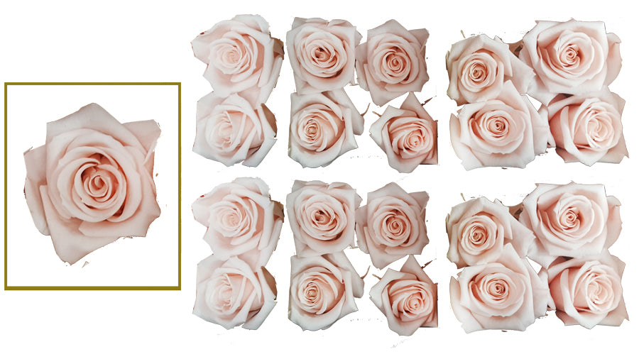 Mini Roses: Blush Pink Preserved Mini Rose * Box of 20 Preserved Rose Heads