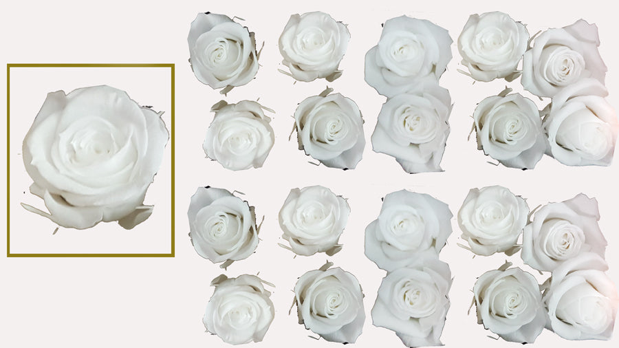 Mini Roses: Pure White Preserved Mini Rose * Box of 20 Preserved Rose Heads
