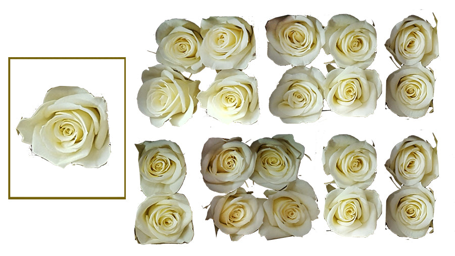 Mini Roses: White Chocolate Preserved Mini Rose * Box of 20 Preserved Rose Heads