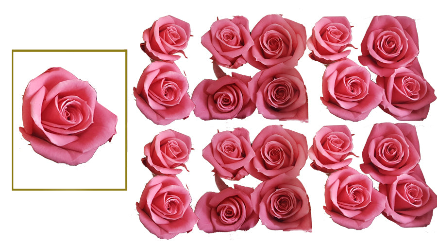 Mini Roses: Pink Preserved Mini Rose * Box of 20 Preserved Rose Heads