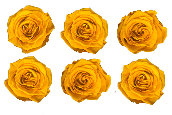 yellow roses