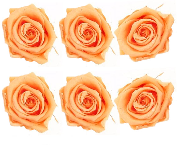 Medium: Novelty Peach Preserved Medium Rose *Box of 6 Preserved Rose Heads