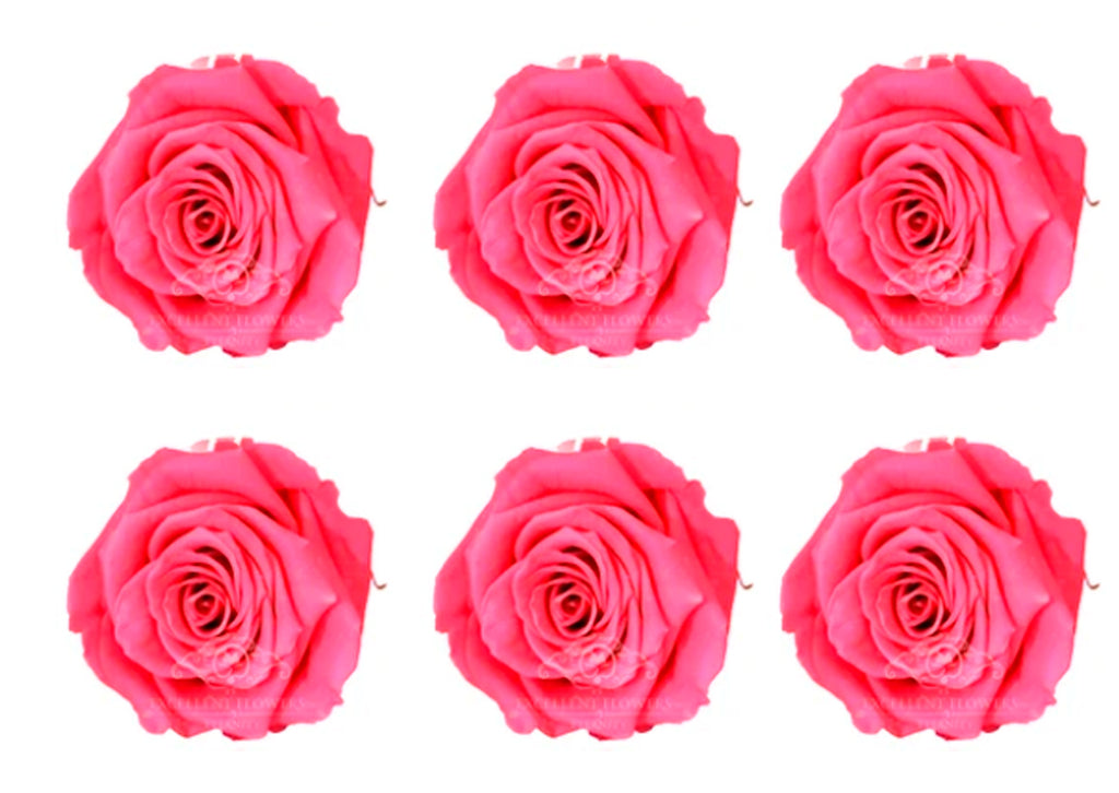 Medium: Pink Preserved Rose * Box of 6 Preserved Rose Heads