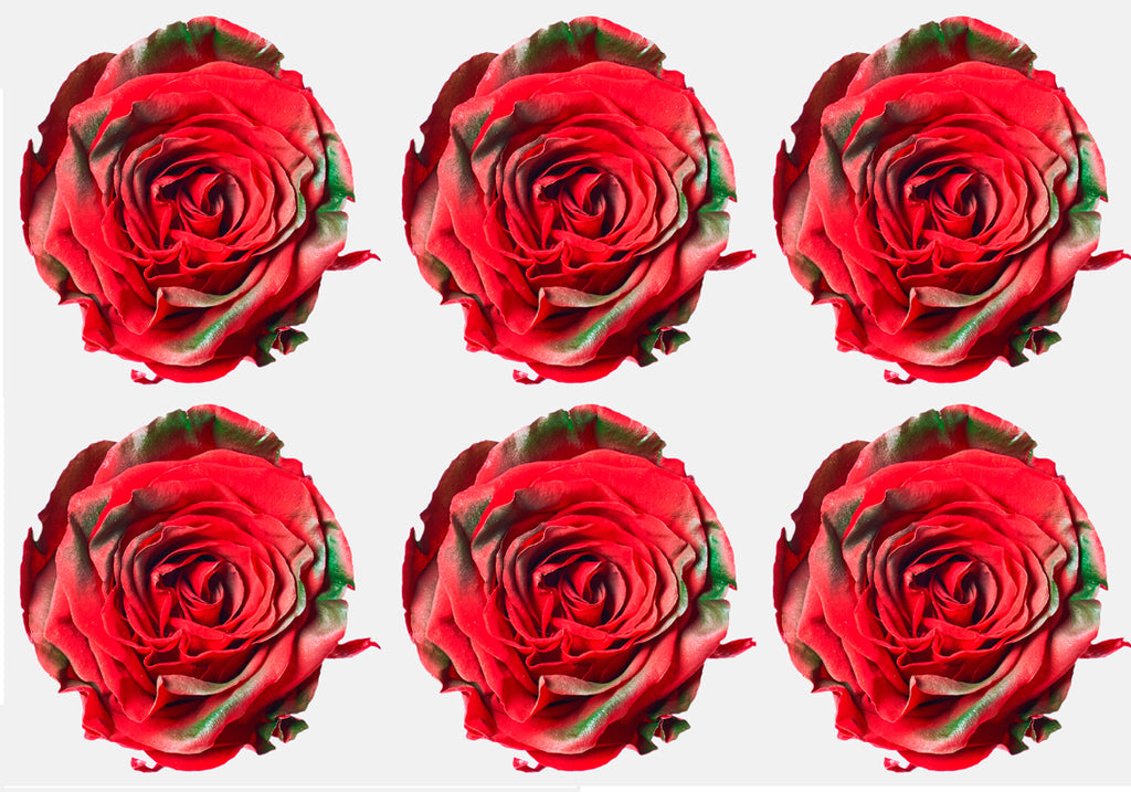 Medium: Red Christmas Festiva Preserved Rose * Box of 6 Preserved Rose Heads