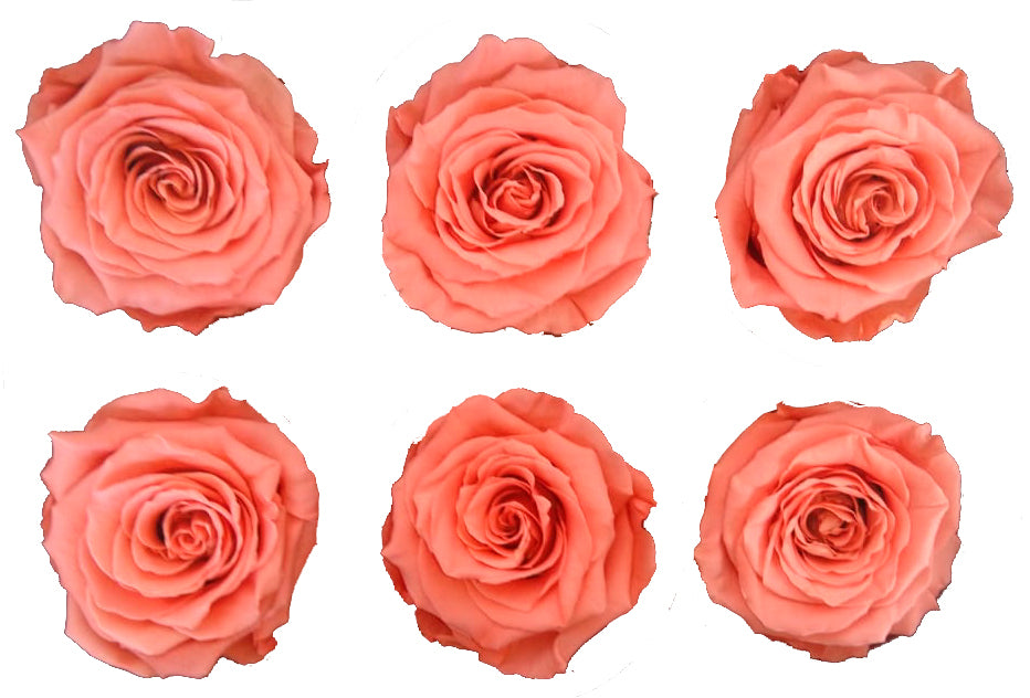 Medium: Salmon preserved roses * Box of 6 Preserved Rose Heads