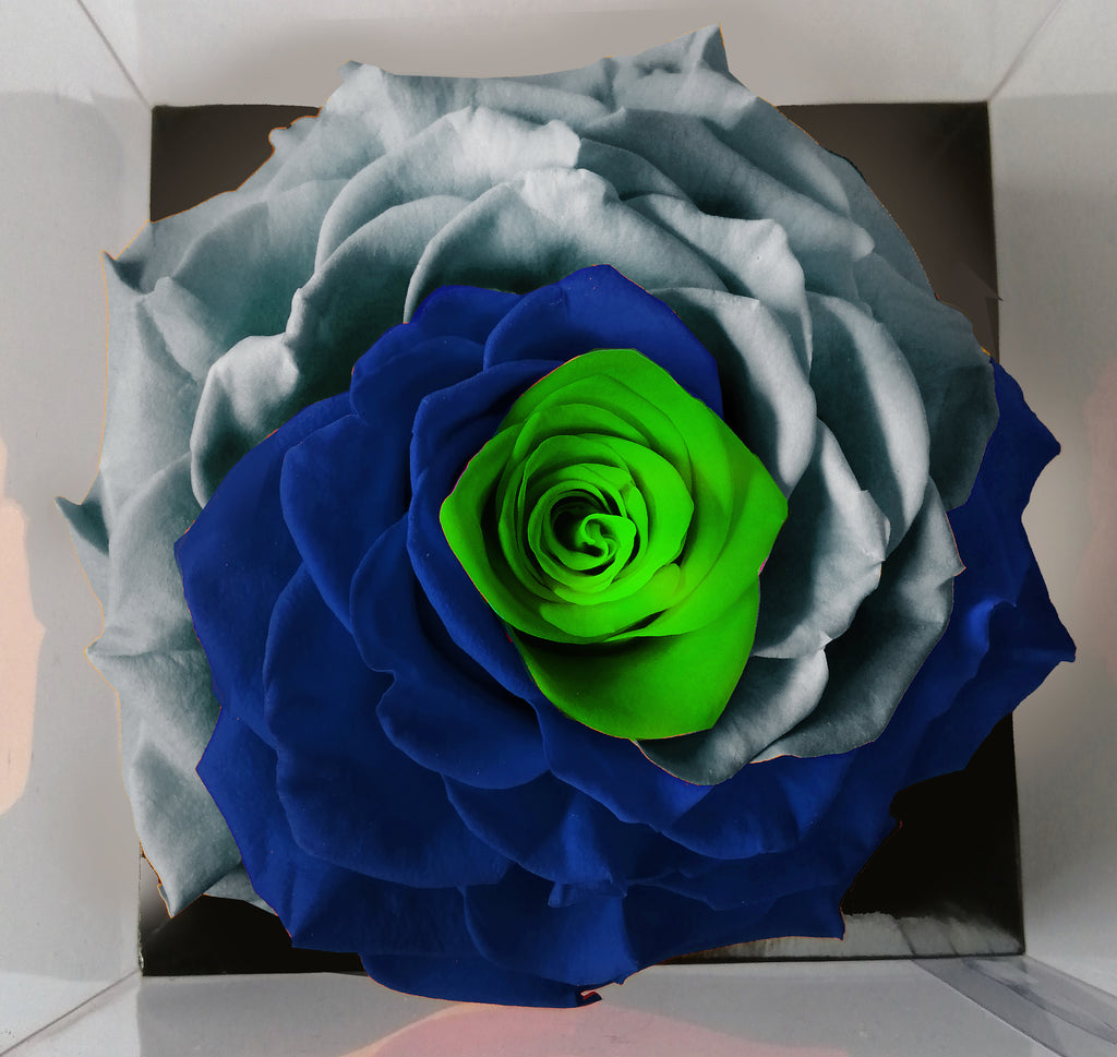 Jumbo rose: Tricolor Sea Hawks