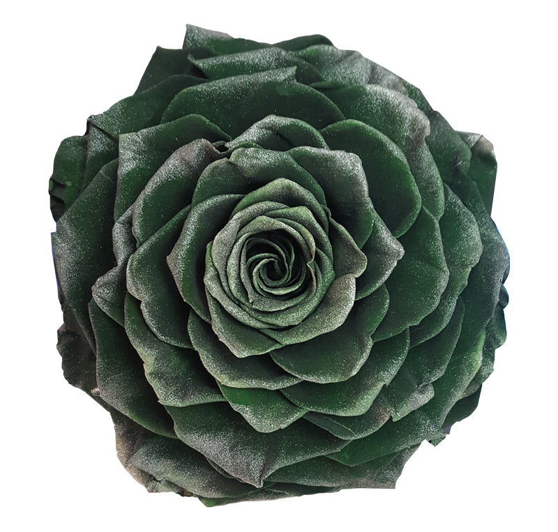 Jumbo rose: Forrest Pearl Jumbo Rose