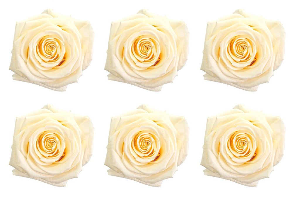 Medium: White Chocolate Preserved Rose * Box of 6 Preserved Rose Heads