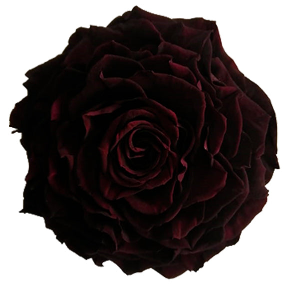 Jumbo rose: Wine Jumbo