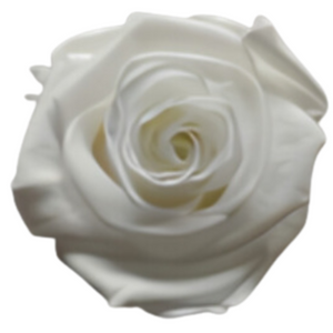 Pure White Medium Preserved Roses (Prebook Only)