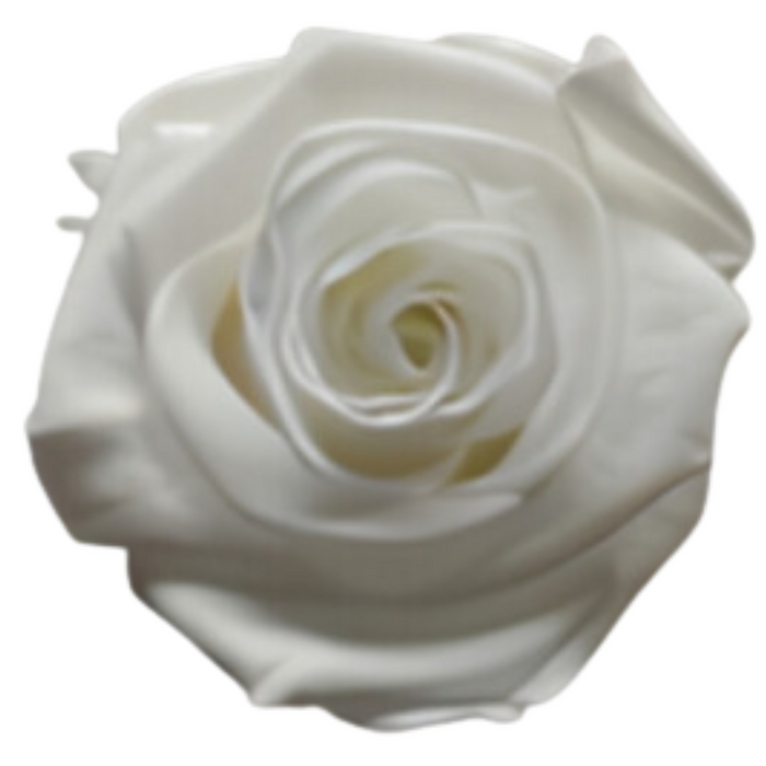 Pure White Medium Preserved Roses (Prebook Only)