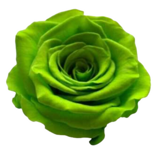 Green Medium Preserved Roses (Prebook Only)