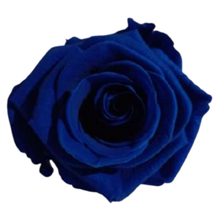 Royal Dark Blue Medium Preserved Roses (Prebook Only)