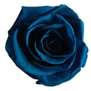 Marina Blue Medium Preserved Roses (Prebook Only)