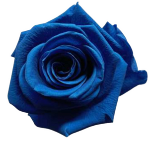 Royal Blue Medium Preserved Roses (Prebook Only)