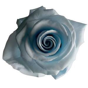 Baby Blue Medium Preserved Roses (Prebook Only)