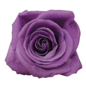 Lilac Medium Preserved Roses (Prebook Only)