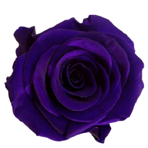 Violet Medium Preserved Roses (Prebook Only)