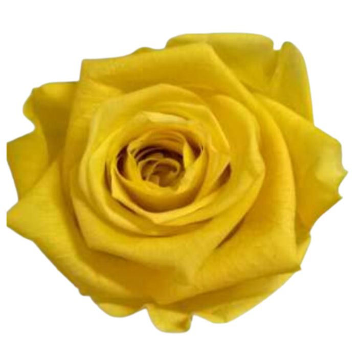 Yellow Medium Preserved Roses (Prebook Only)