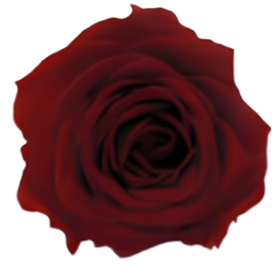Wine Medium Preserved Roses (Prebook Only)