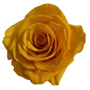 Sun Yellow Medium Preserved Roses (Prebook Only)