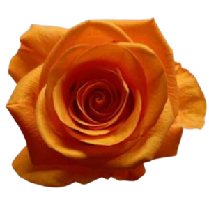 Fire Orange Medium Preserved Roses (Prebook Only)