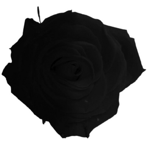 Black Medium Preserved Roses (Prebook Only)