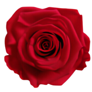 Bright Red Medium Preserved Roses (Prebook Only)
