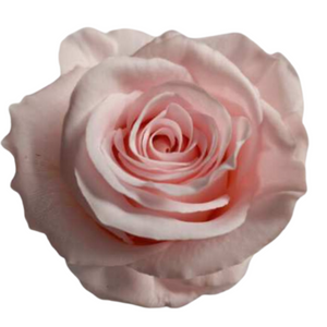 Blush Medium Preserved Roses (Prebook Only)